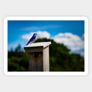 Bluebird On Nest Box Sticker